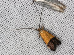 Crocanthes micradelpha