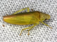 Reuplemmeles hobartensis