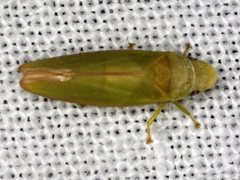 Reuplemmeles hobartensis