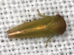 Rosopaella leurensis