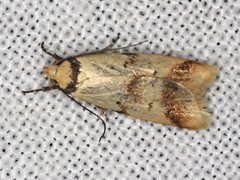 Heteroteucha anthodora