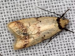 Heteroteucha anthodora