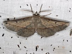 Phallaria ophiusaria