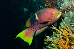 Golden-Spot-Hogfish photo 3