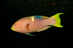 Golden-Spot-Hogfish photo 1