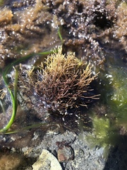 Ahnfeltia fastigiata