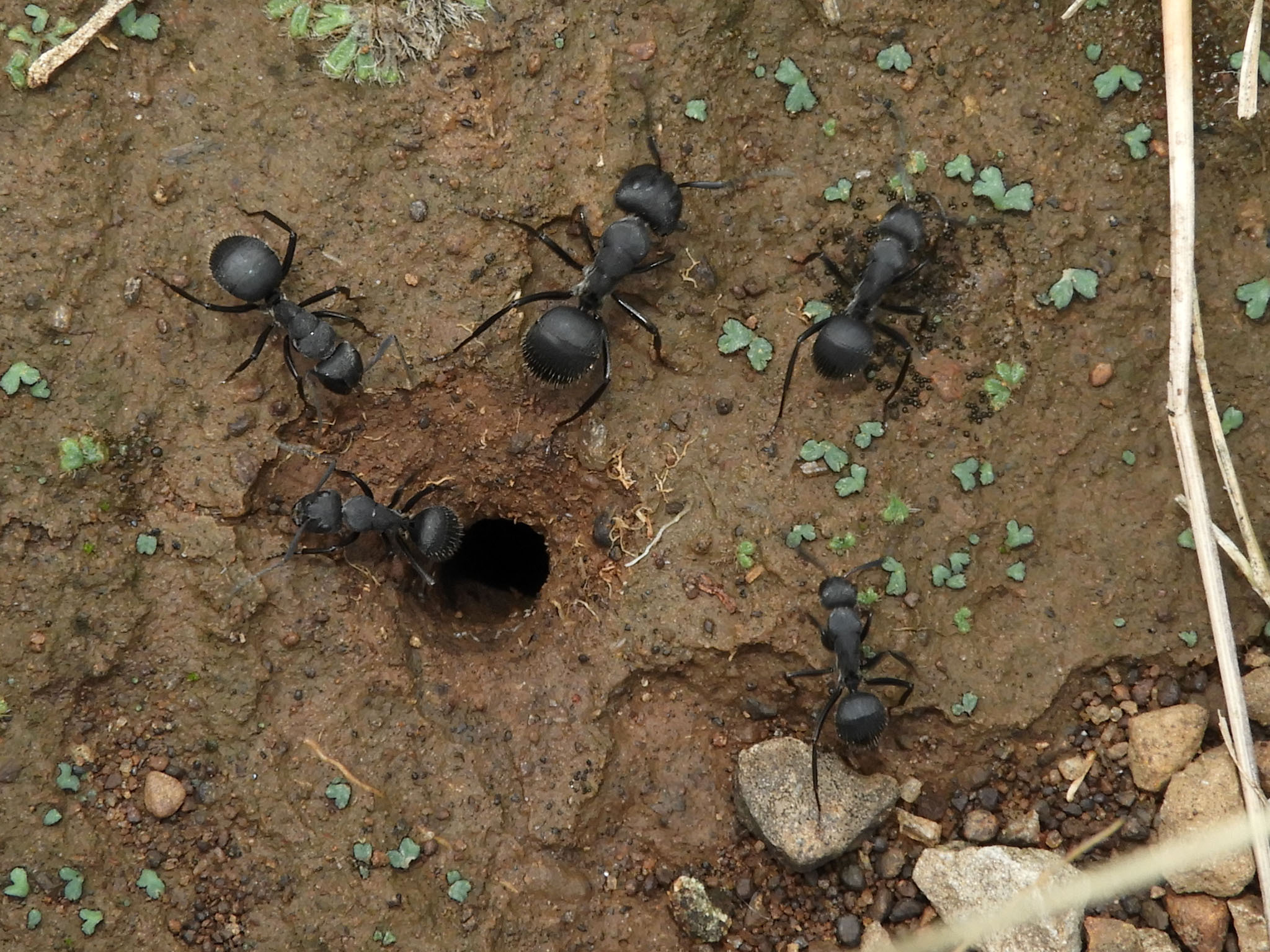 Camponotus bayeri