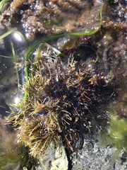 Ahnfeltia fastigiata