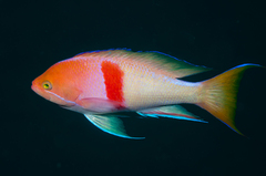 Deepsea Fairy Basslet photo 1