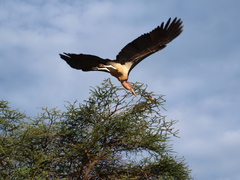 Leptoptilos crumenifer