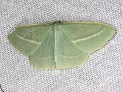Chlorocoma stereota