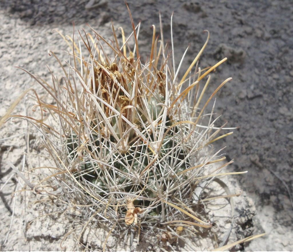 Sclerocactus pinkavanus, Cuatro Ciénegas, Coah., México