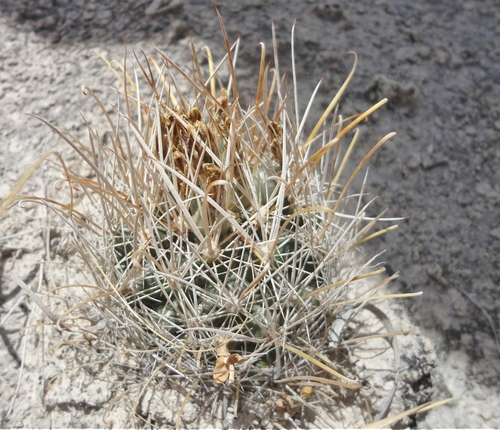 Sclerocactus pinkavanus