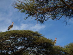 Leptoptilos crumenifer