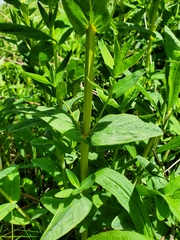 Hypericum ascyron