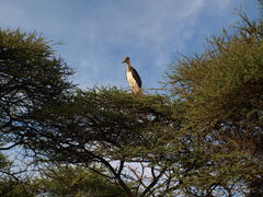 Leptoptilos crumenifer