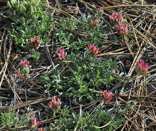 Intermountain Clover (Trifolium andinum)