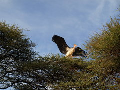 Leptoptilos crumenifer