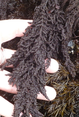 Callithamnion pikeanum