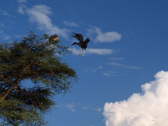 Leptoptilos crumenifer