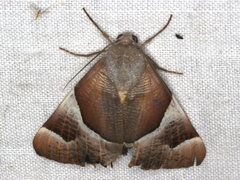 Niceteria macrocosma