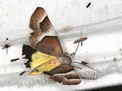 Niceteria macrocosma