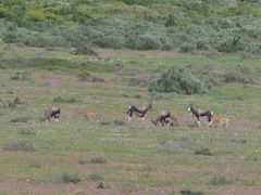 Damaliscus pygargus pygargus