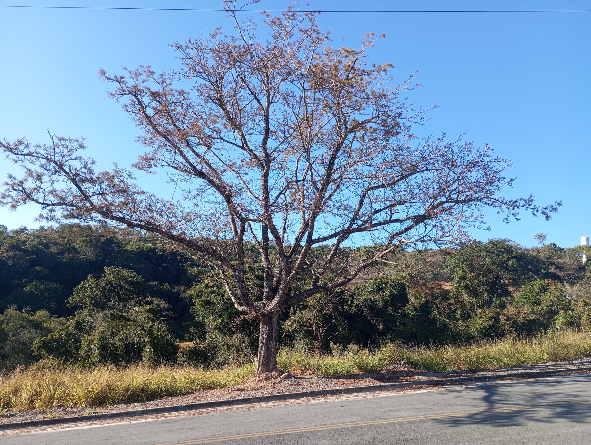 Imagem de Aroeira