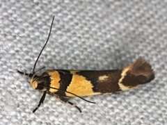 Macrobathra chrysotoxa