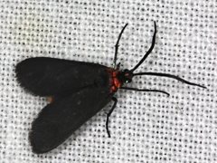 Pollanisus subdolosa