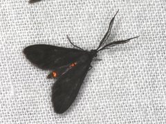 Pollanisus subdolosa