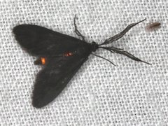 Pollanisus subdolosa