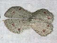 Pingasa cinerea