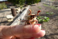 Polyphylla decemlineata