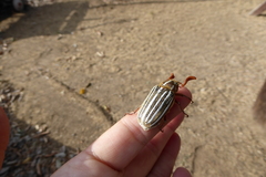 Polyphylla decemlineata