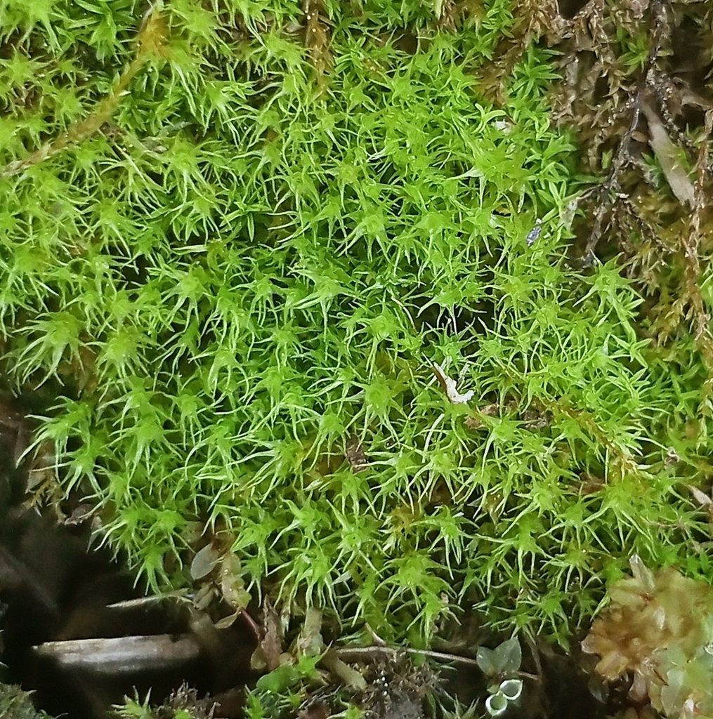 Schreber's Forklet-moss