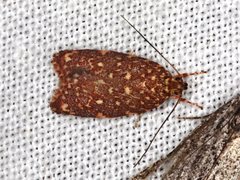 Syringoseca rhodoxantha