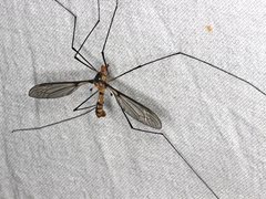 Leptotarsus clavatus