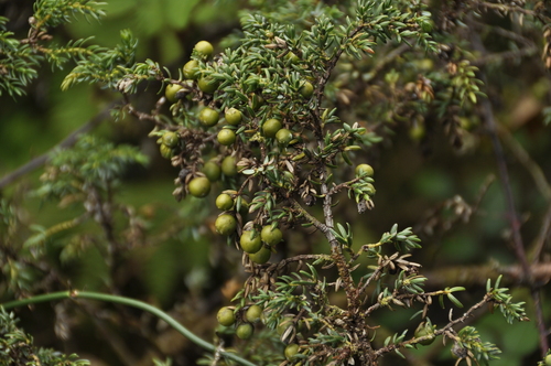 Azores juniper