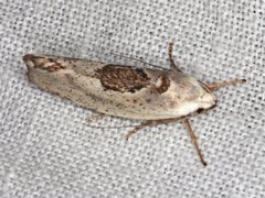 Tymbophora peltastis