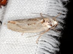 Tymbophora peltastis