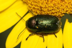 Cryptocephalus hypochaeridis