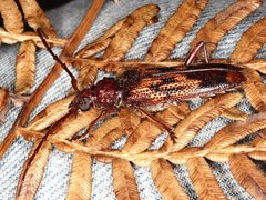 Phoracantha rugithoracica