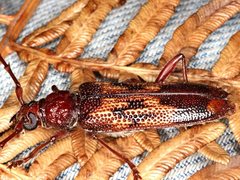 Phoracantha rugithoracica