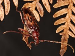 Phoracantha rugithoracica