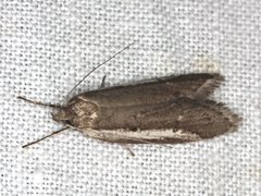 Philobota acropola