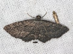 Chrysolarentia
