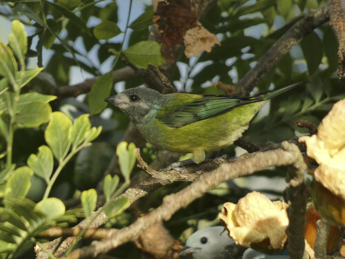 Black-headed Tanager (Stilpnia cyanoptera), photo 9