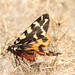 Mountain Tiger Moth - Photo (c) karrin, some rights reserved (CC BY-NC), uploaded by karrin