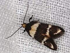Cosmaresta callichrysa